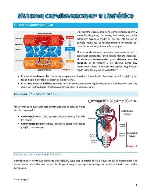 Clase 10 Sistema vascular y linfAtico