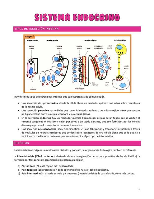 Clase 7 Sistema endocrino