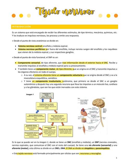 Clase 6 Tejido Nervioso