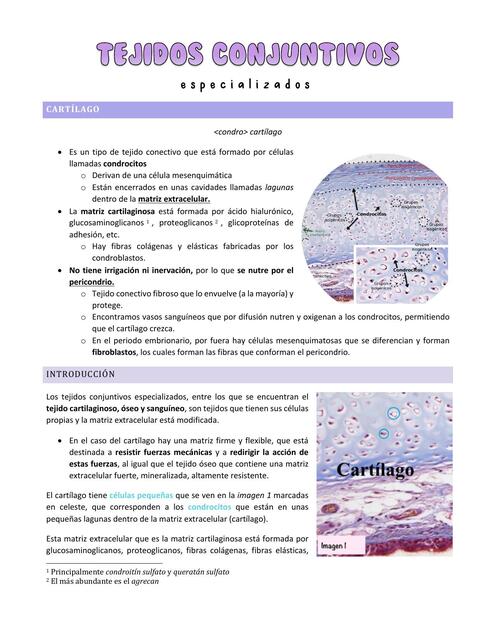 Clase 4 Tejidos conjuntivos especializados