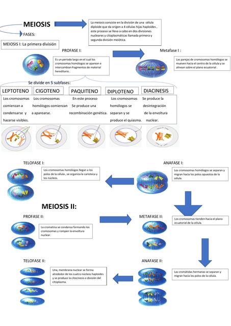 Meiosis y mitosis