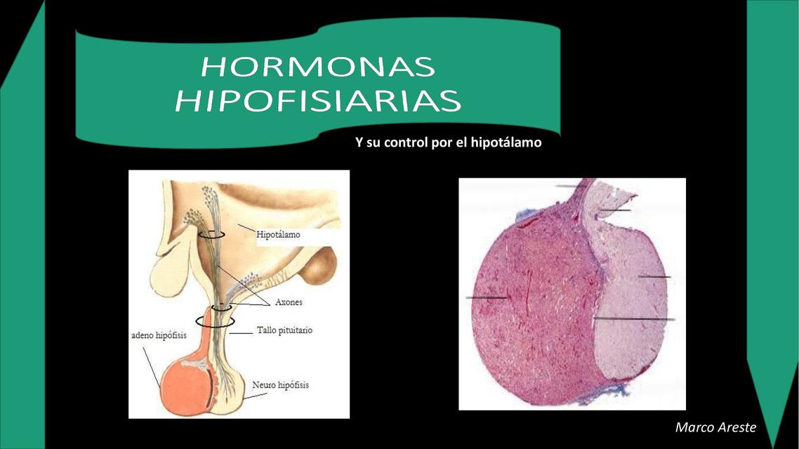 Hormonas Hipofisiarias 