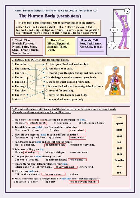 human body vocabulary