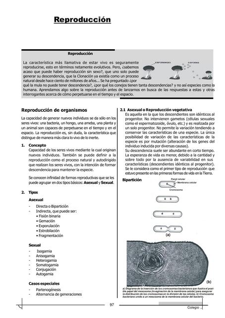 III Bimestre