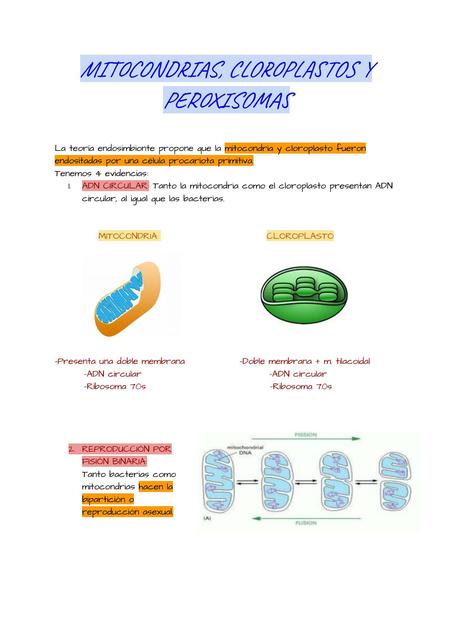 Mitocondria Cloroplasto y Peroxisoma