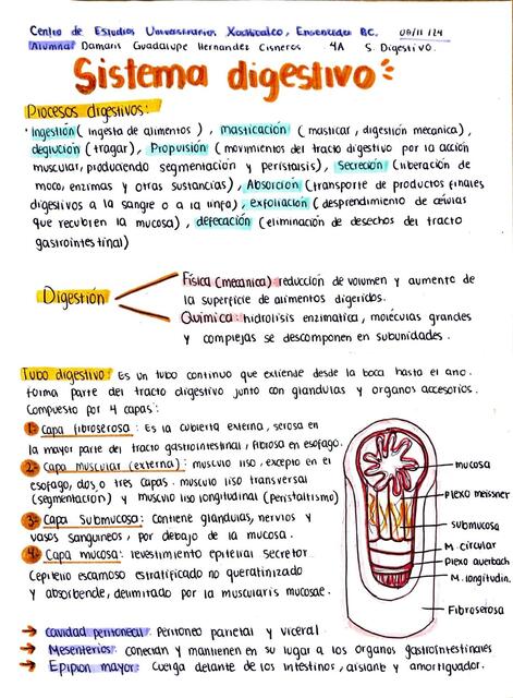 Sistema digestivo