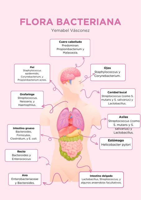 FLORA BACTERIANA