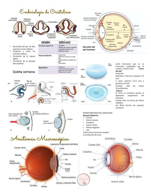 19.- Embriologia del critalino