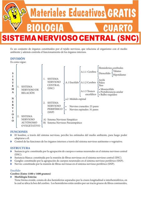 Sistema Nervioso Central para Cuarto Grado de Secu