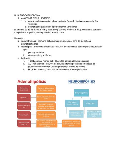 GUIA ENDOCRINOLOGIA