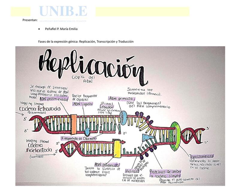 Fases de la expresion genica Replicación, Transcripción, Traducción