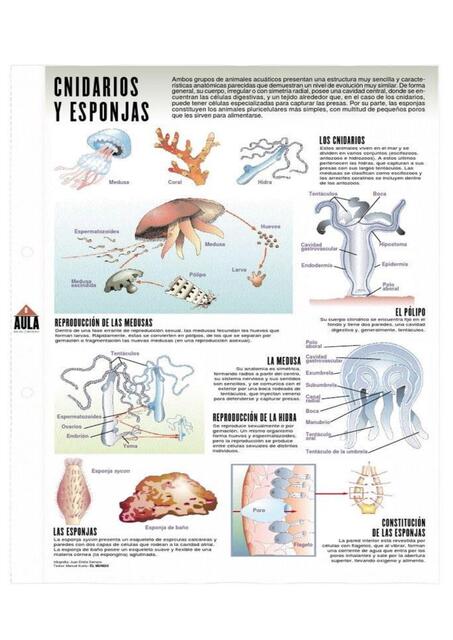 CNIDARIOS Y PORIFEROS