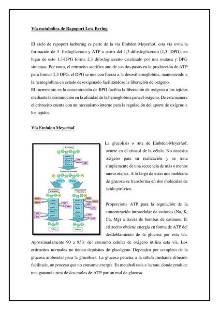 Vía metabólica de Rapoport Lew Beving