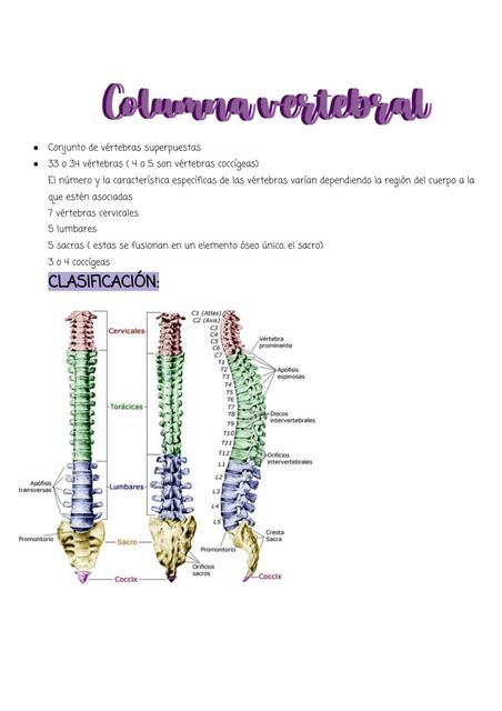 Columna vertebral