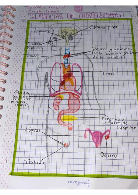 Dibujo de las glándulas del cuerpo