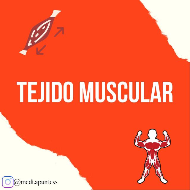 Tejido muscular 2