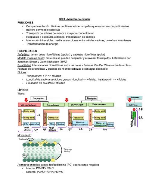 Membrana Celular Sofia Udocz