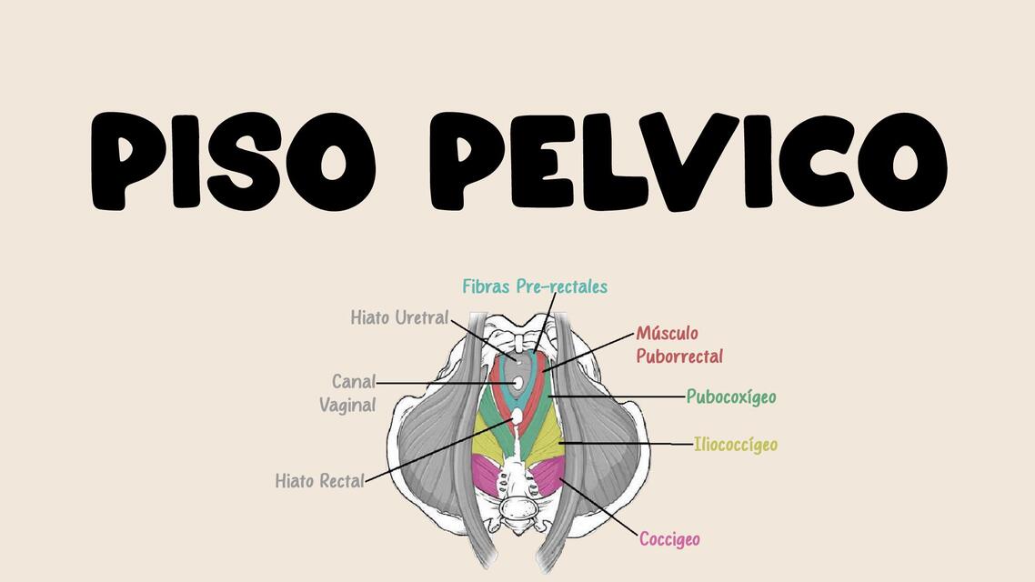 Piso Pelvico