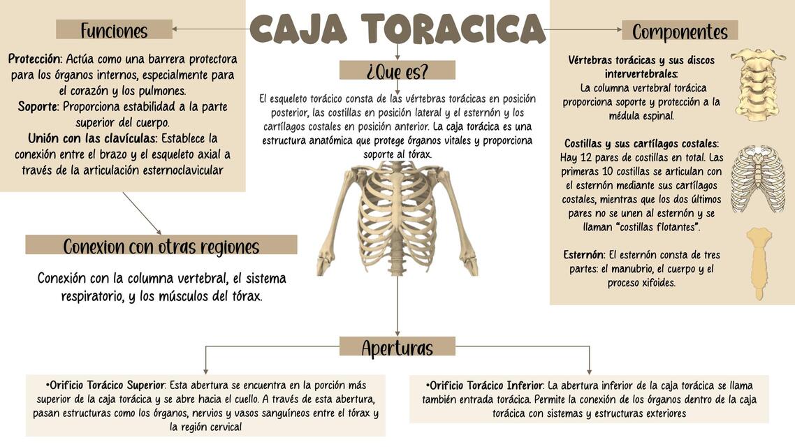 CAJA TORACICA