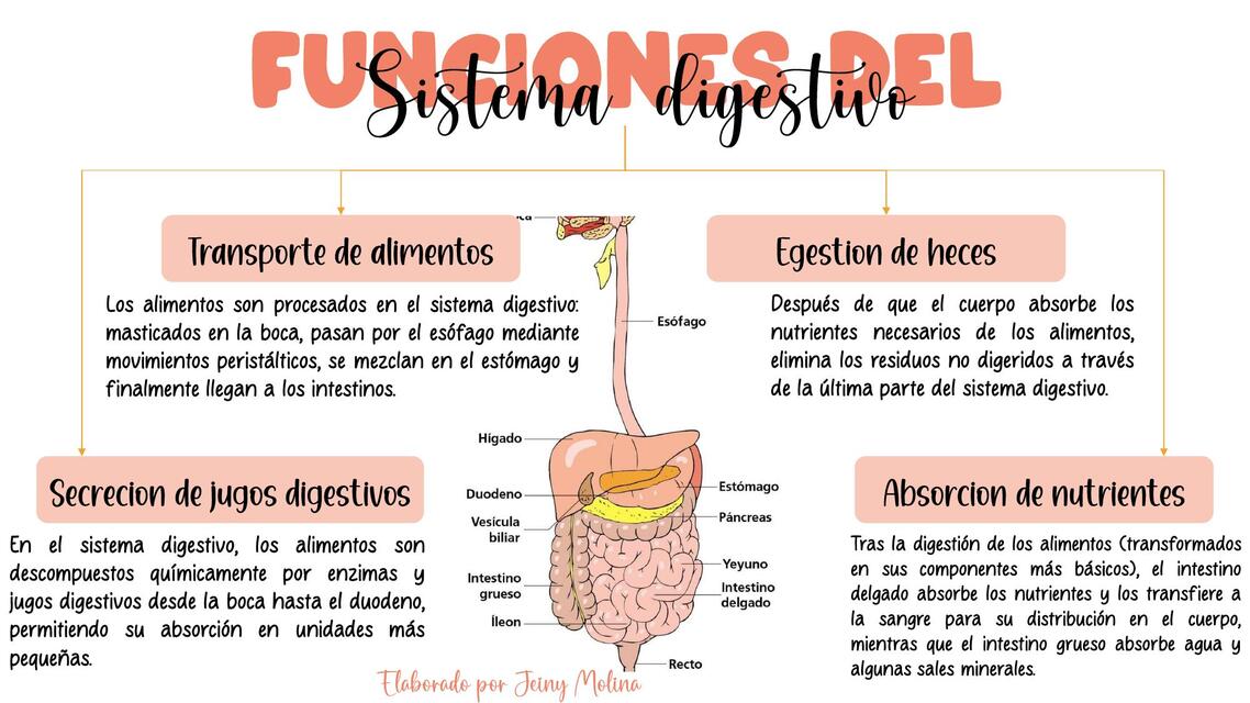 SISTEMA DIGESTIVO