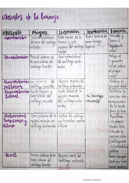 Músculos de la Laringe