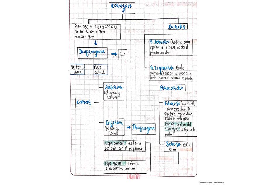 Mapa Mental del Corazón