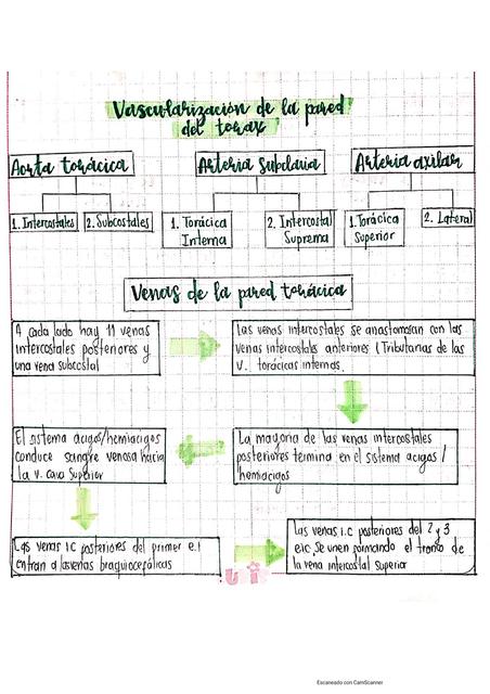Vascularización de la Pared del Tórax