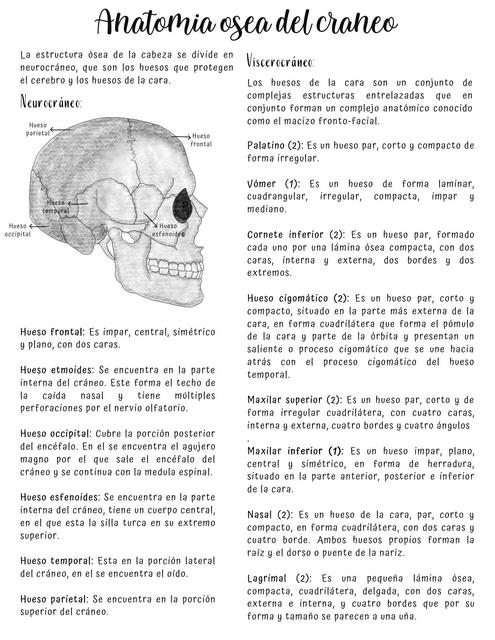 Anatomia Del Craneo Salud Apuntes De Medicina Udocz