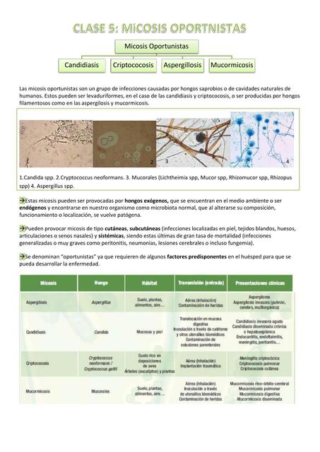 MICOLOGÍA CLASE 5 MICRO II