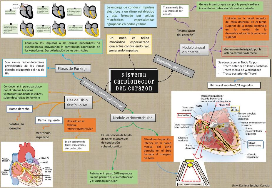 Sistema cardionector 