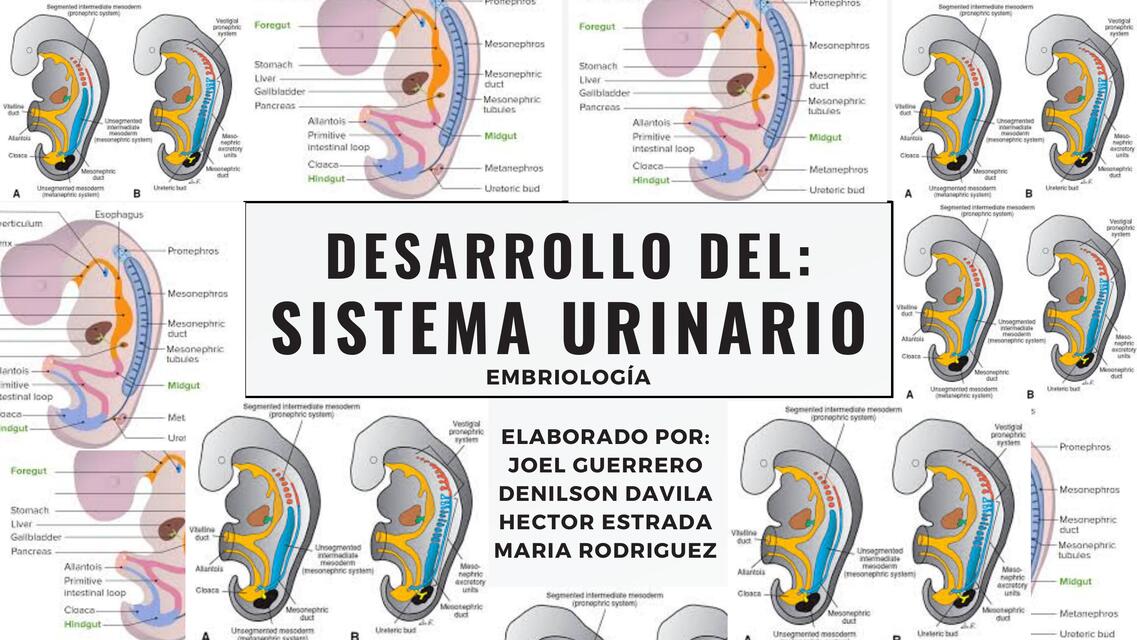 Desarrollo del Sistema Urinario Maria Rodriguez He