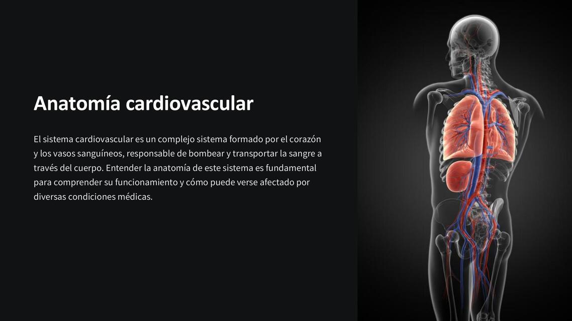 ANATOMÍA CARDIOVASCULAR BASICA