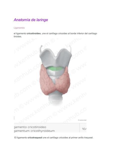 Anatomia de cuello y laringe