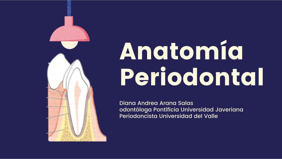 anatomia periodontal