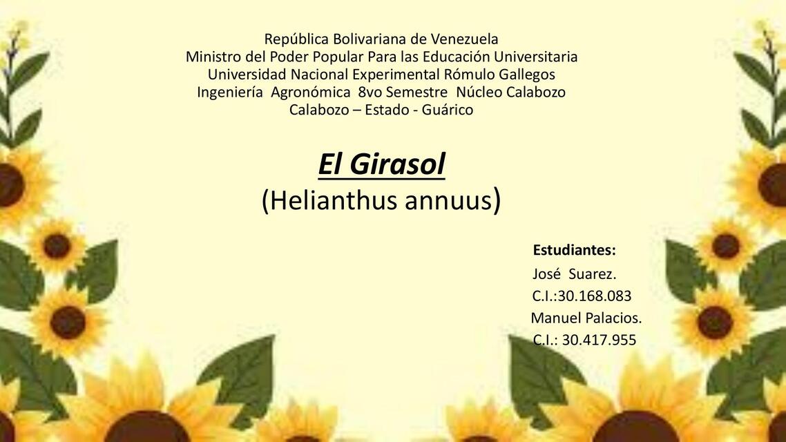 Girasol