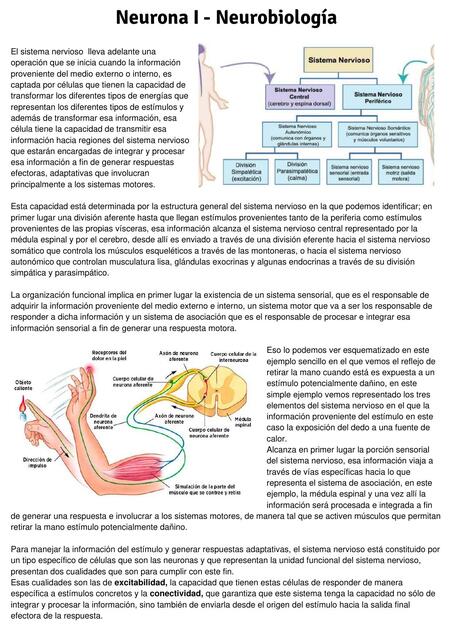 Neurona I II III VI y V Neurobiología