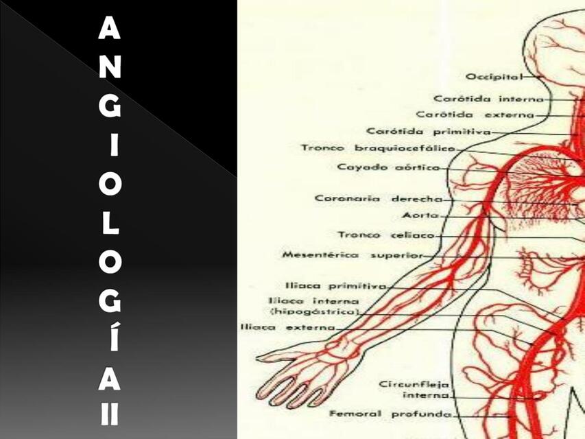 ANGIOLOGIA