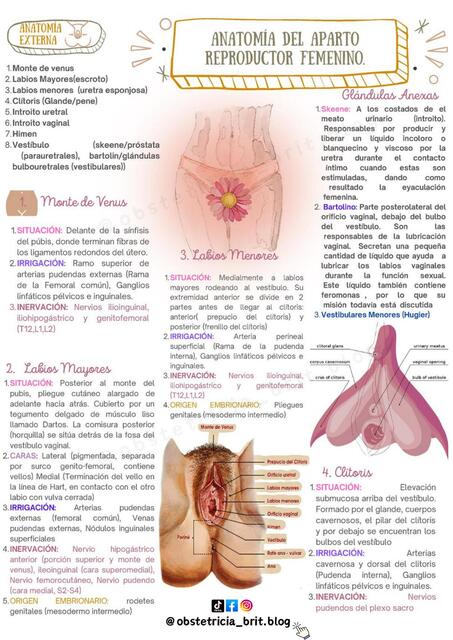 ANATOMIA FEMENINA