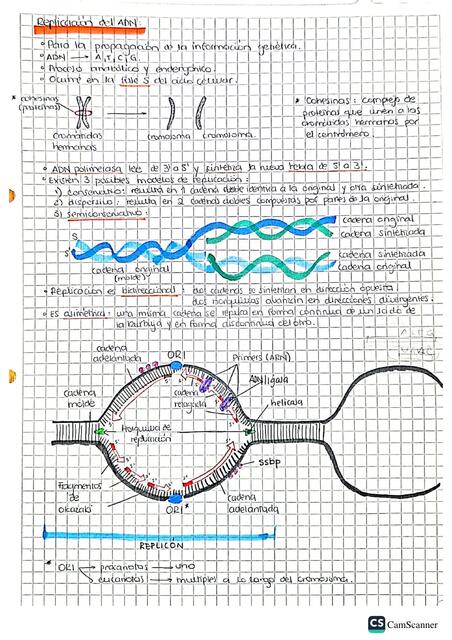 Replicación ADN