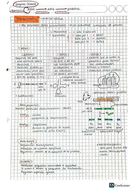 Transcripción ADN