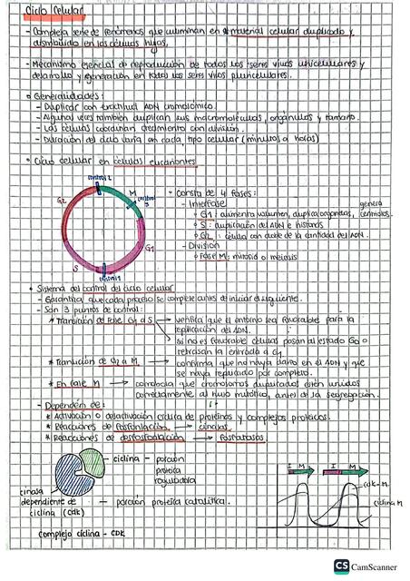 Ciclo Celular