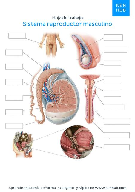 worksheet male reproductive system blank spanish