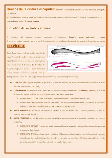 01 Osteología de MMSS