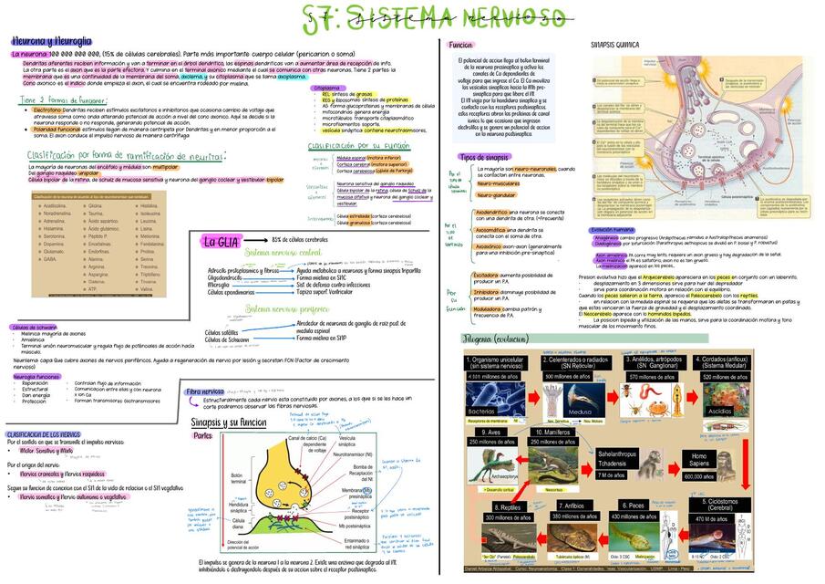 Neuro S7 - Sistema Nervioso