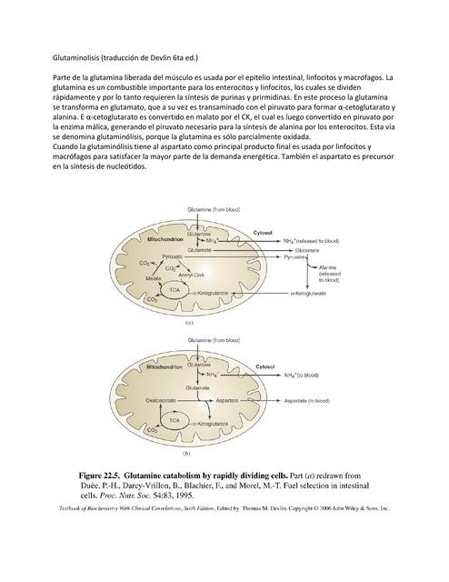 Glutaminolisis