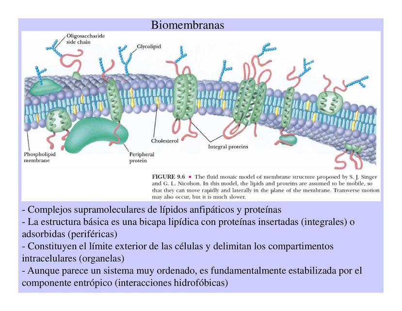 Membranas lipídicas