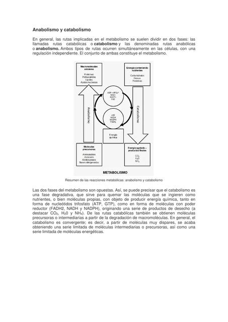 Anabolismo y catabolismo