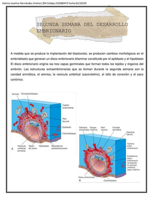 Resumen embrio semana 2