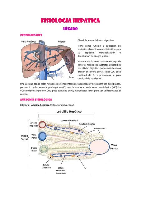 HIGADO GLUCEMIA