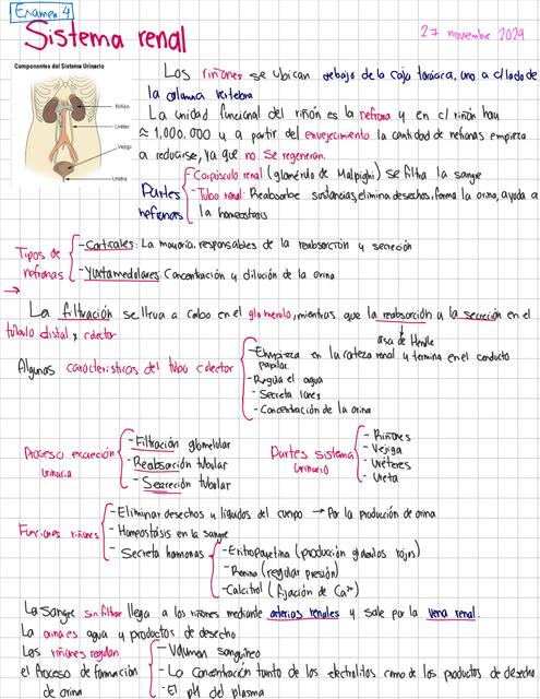 Sistema renal